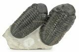 Two Large Pedinopariops Trilobites - Top Quality Specimen #254774-1